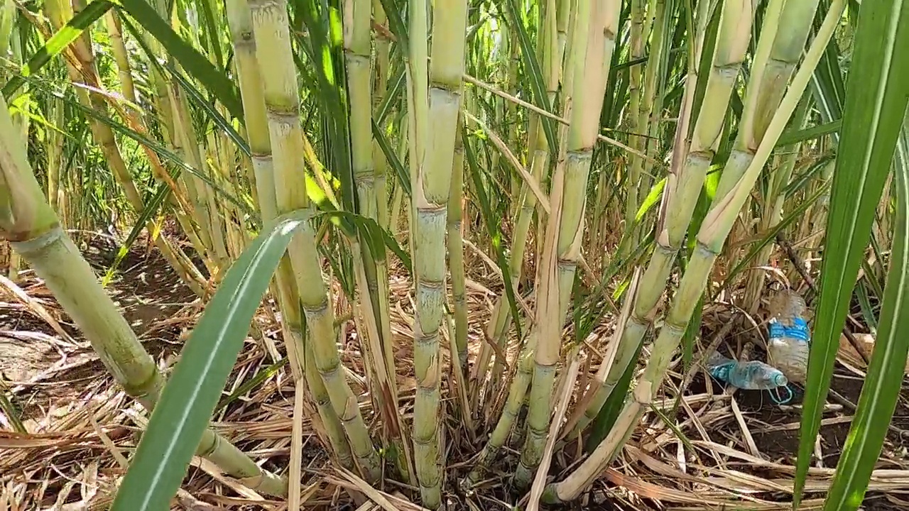 在农业用地种植甘蔗。视频下载