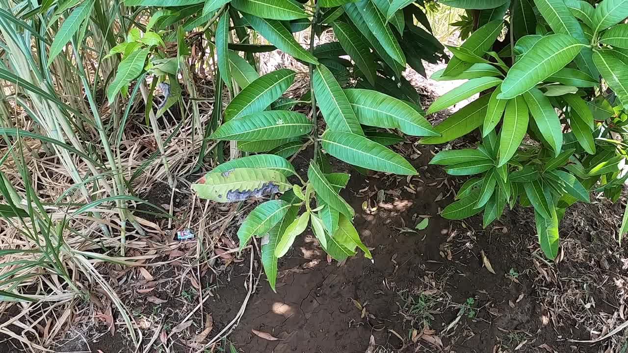 农用地上的芒果树视频下载