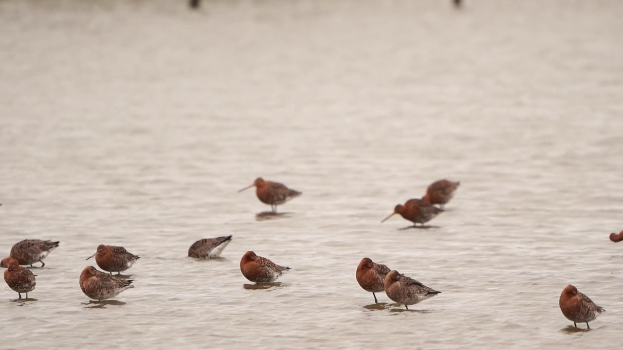 一群黑尾金丝雀(Limosa Limosa islandica)站在荷兰自然保护区的浅水区视频素材