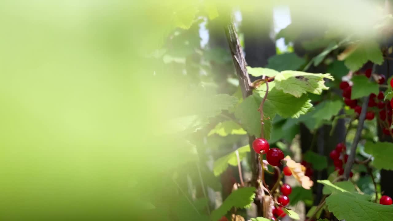 花园里有红醋栗，树枝上有红醋栗浆果视频素材