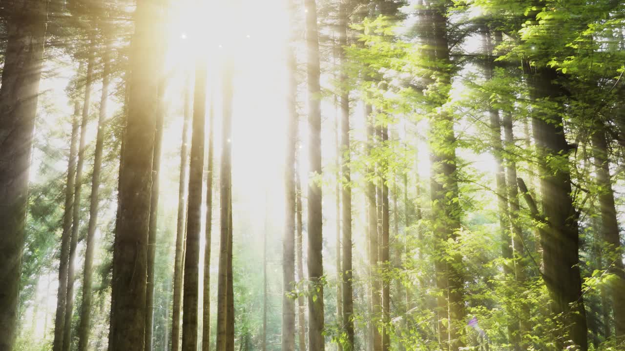 阳光明媚的美丽的森林树木和金色的萤火虫。新鲜的森林景观动画。视频素材