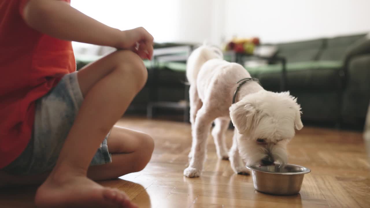 小男孩在家里给他的狗喂食视频素材