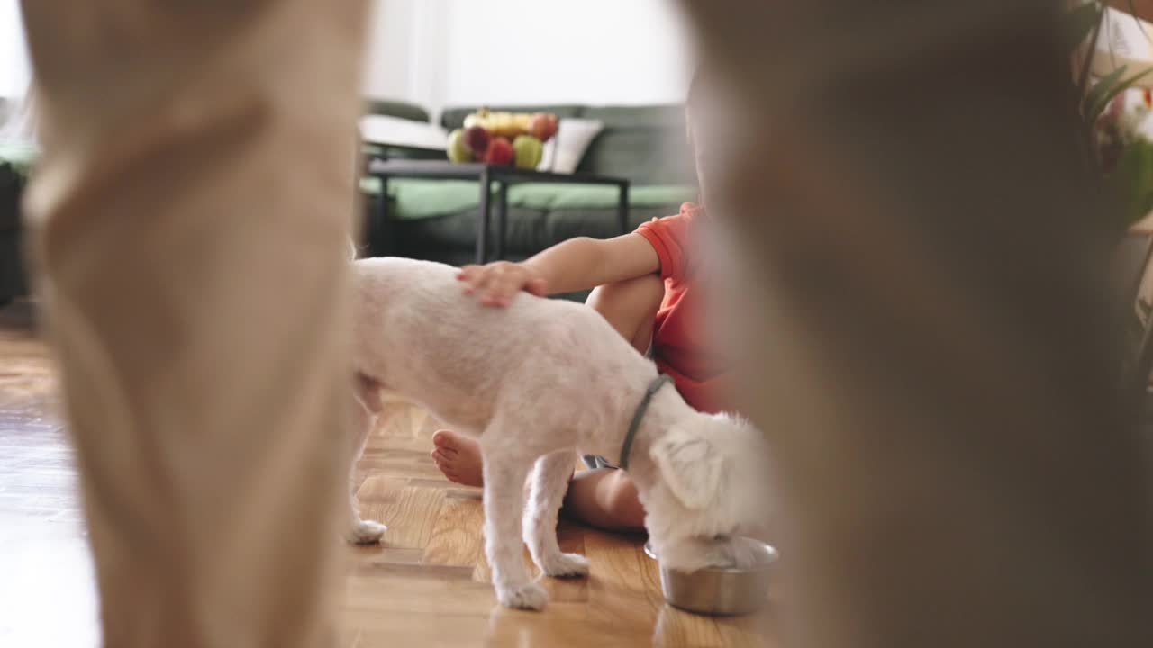 小男孩在家里给他的狗喂食视频素材