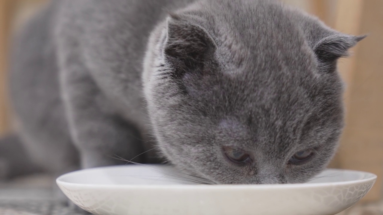 一只可爱又有趣的英国短毛猫小猫在吃碟子里的食物。视频素材