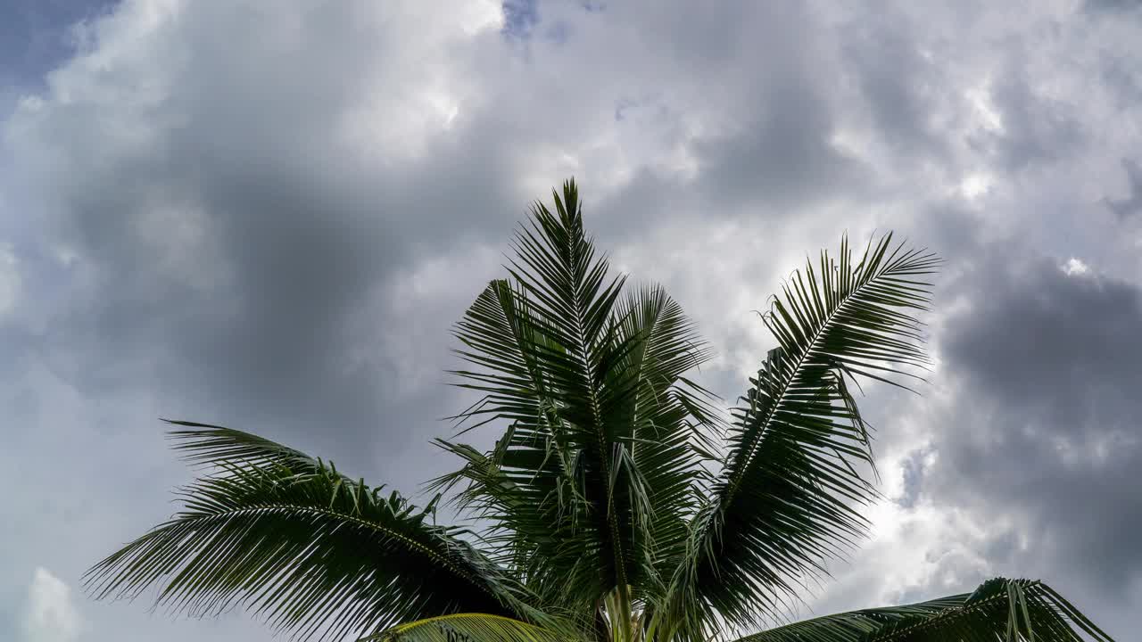 4k时间推移的云与椰子树的前景视频素材