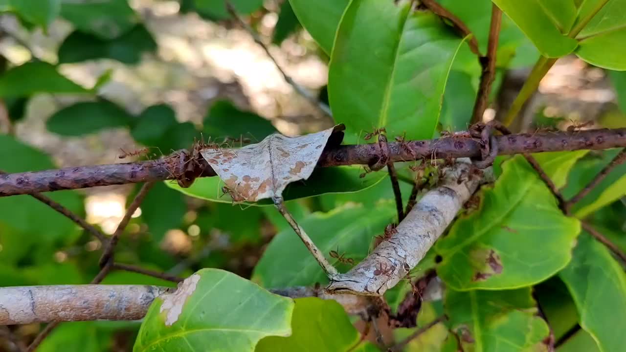 昆虫的殖民地。视频素材