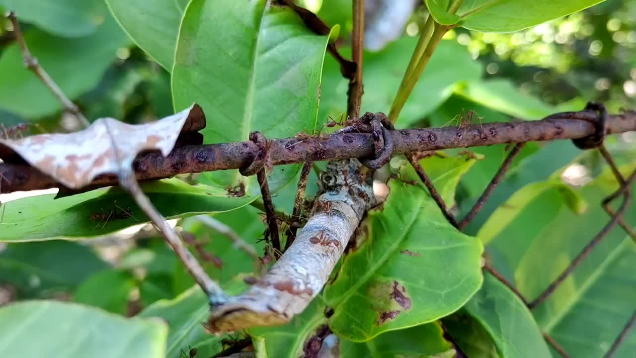 昆虫的殖民地。视频下载