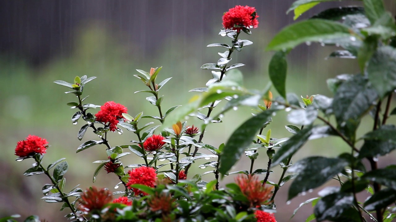 红色的阿育王花或阿育王花，在小雨的背景下盛开视频素材