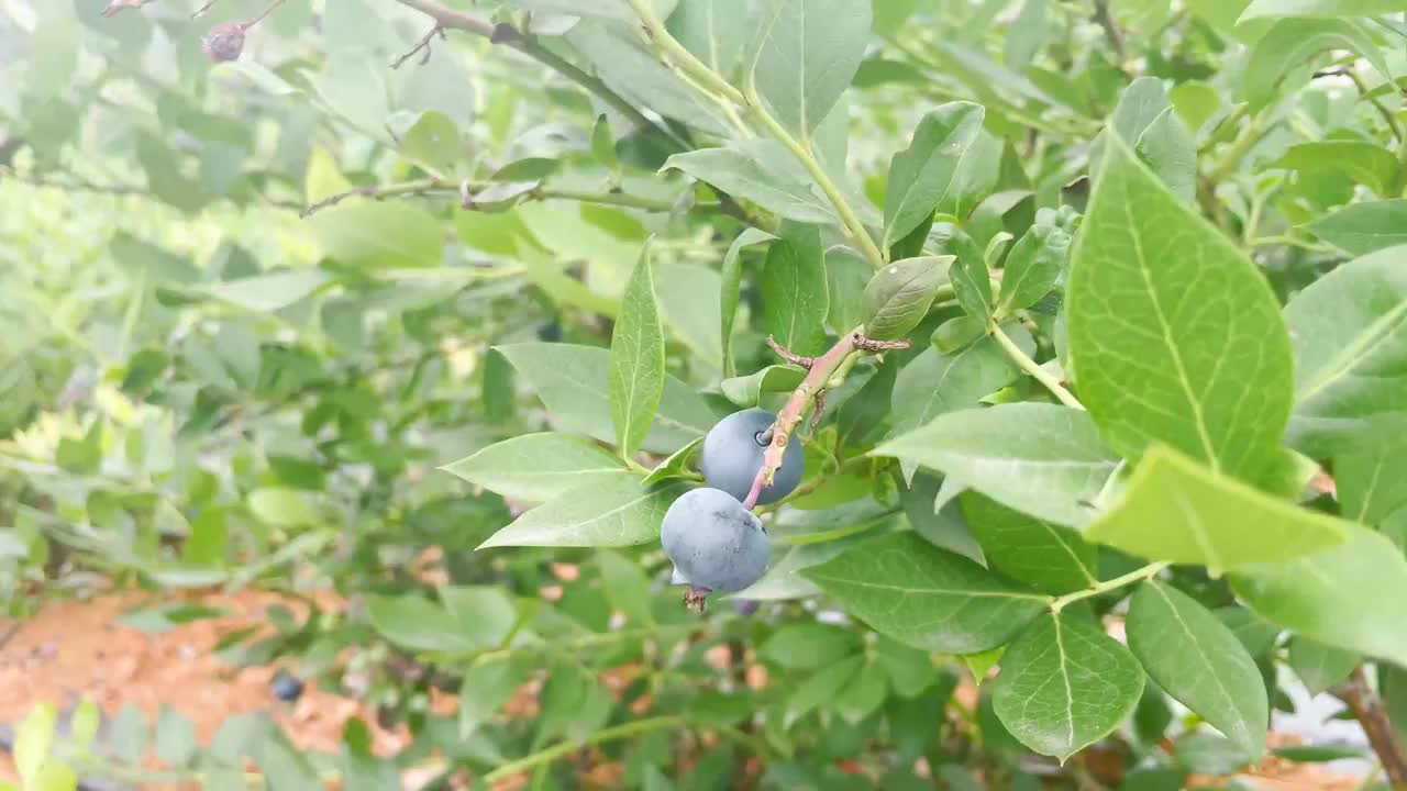 种植园里的新鲜蓝莓视频素材