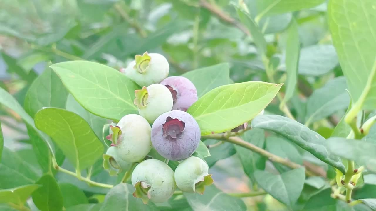 种植园里的新鲜蓝莓视频下载