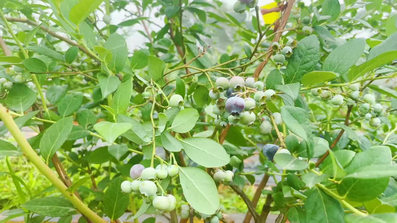 种植园里的新鲜蓝莓视频素材