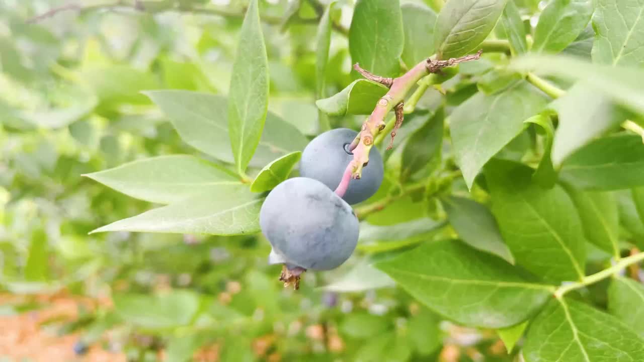 种植园里的新鲜蓝莓视频素材