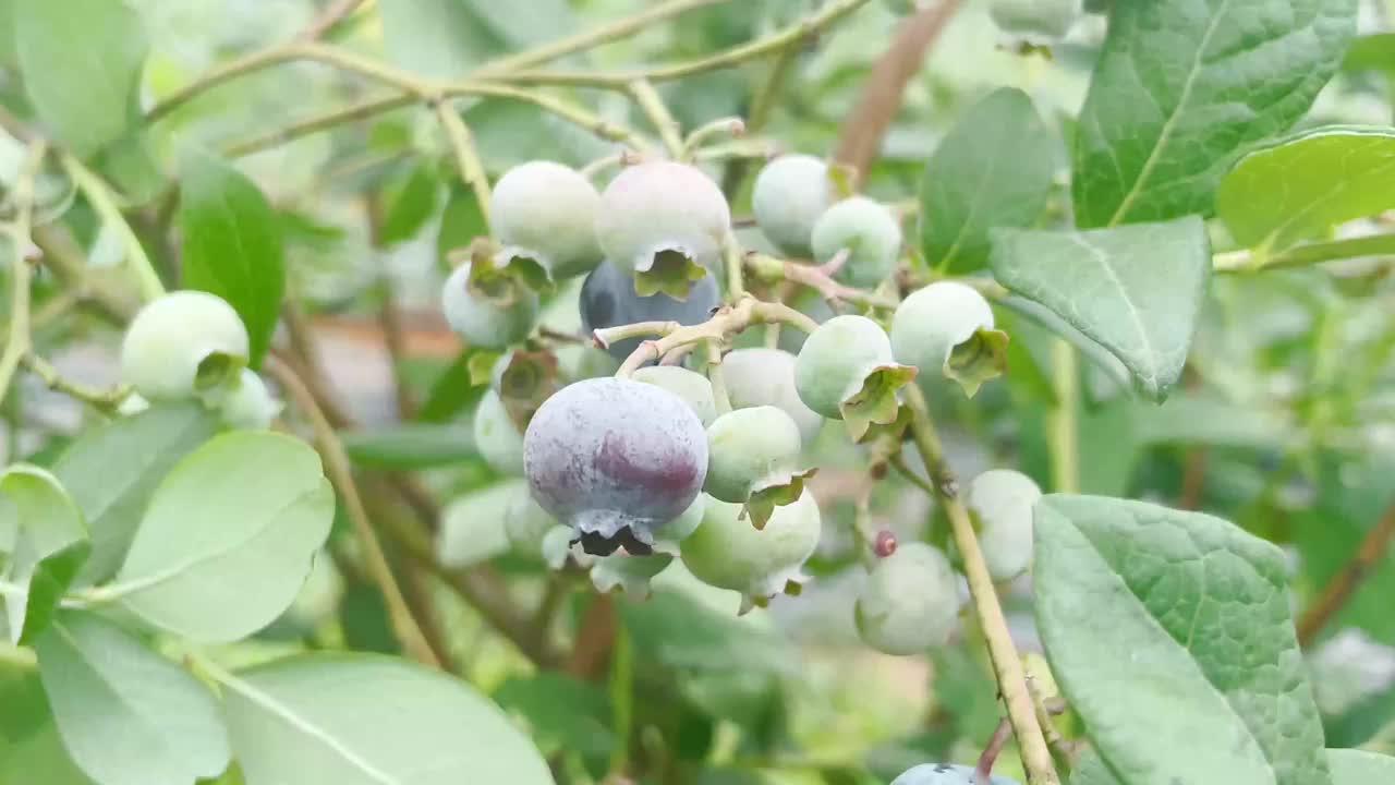 种植园里的新鲜蓝莓视频素材