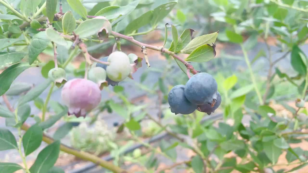 种植园里的新鲜蓝莓视频下载