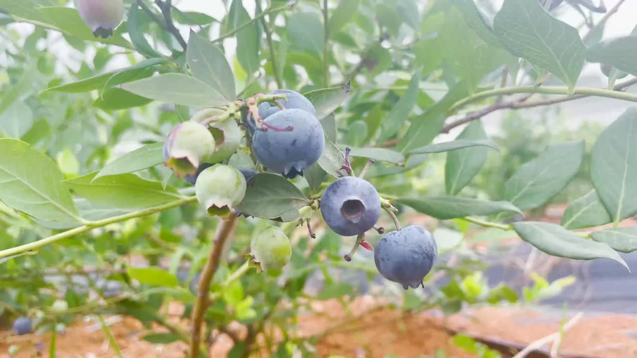 种植园里的新鲜蓝莓视频下载