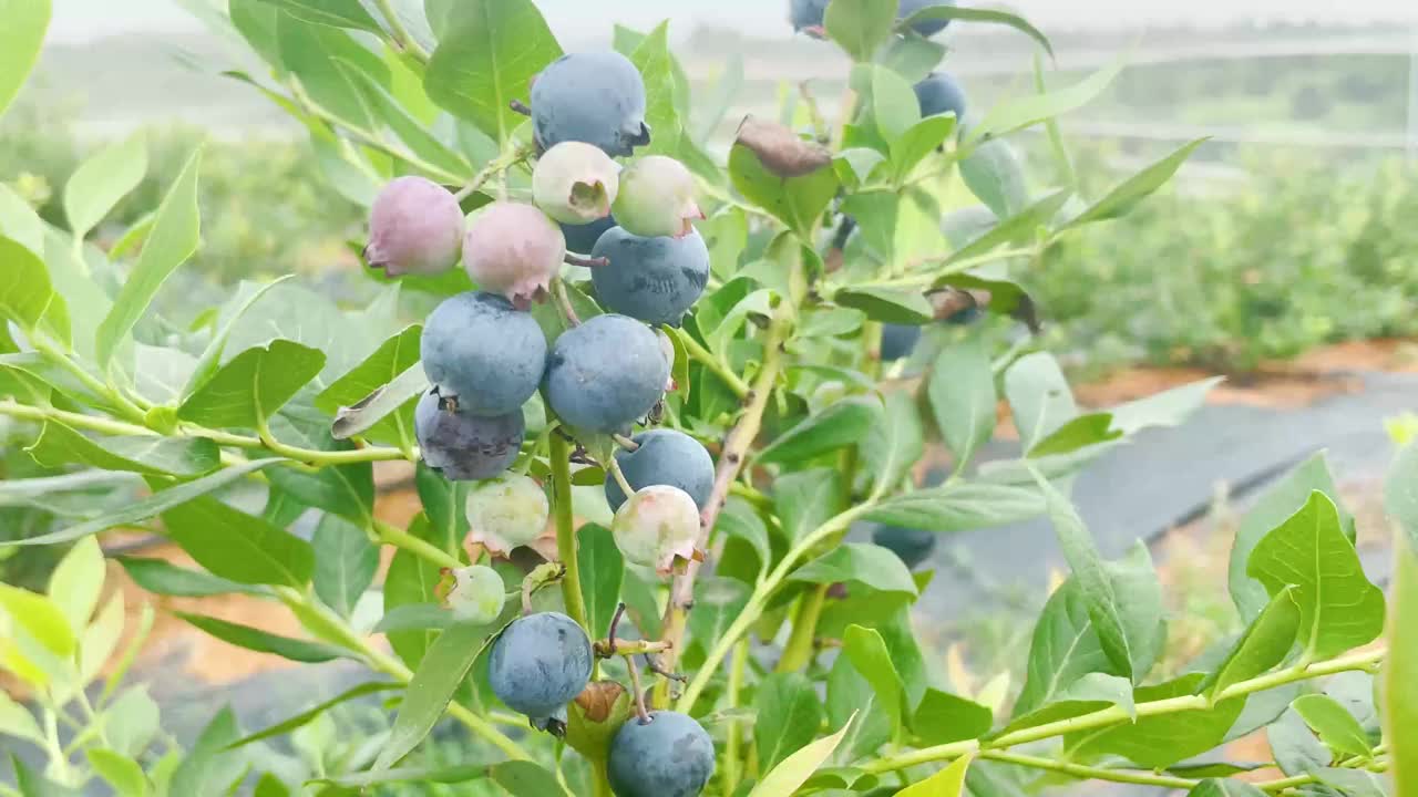 种植园里的新鲜蓝莓视频下载