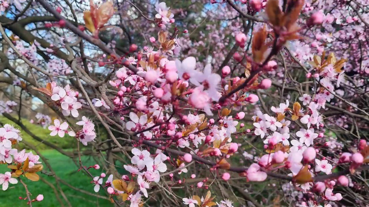 春天花园里樱花的枝头视频素材