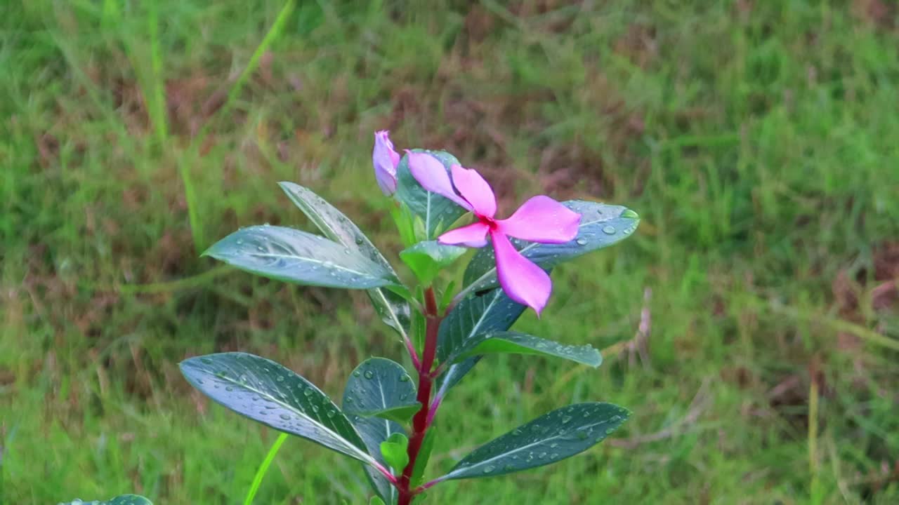 粉红色的花朵在雨季随风起舞视频素材