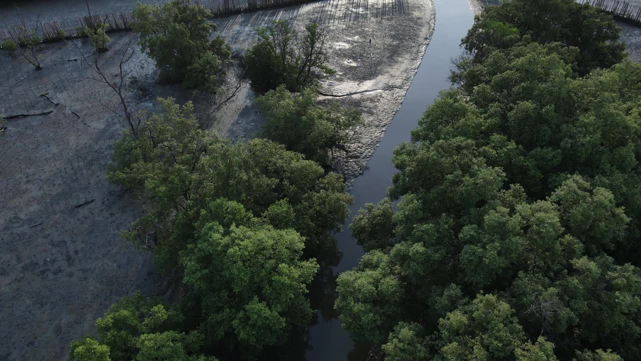 鸟瞰马路对面和泥泞海岸上的红树林，为教育和解决污染问题。视频下载