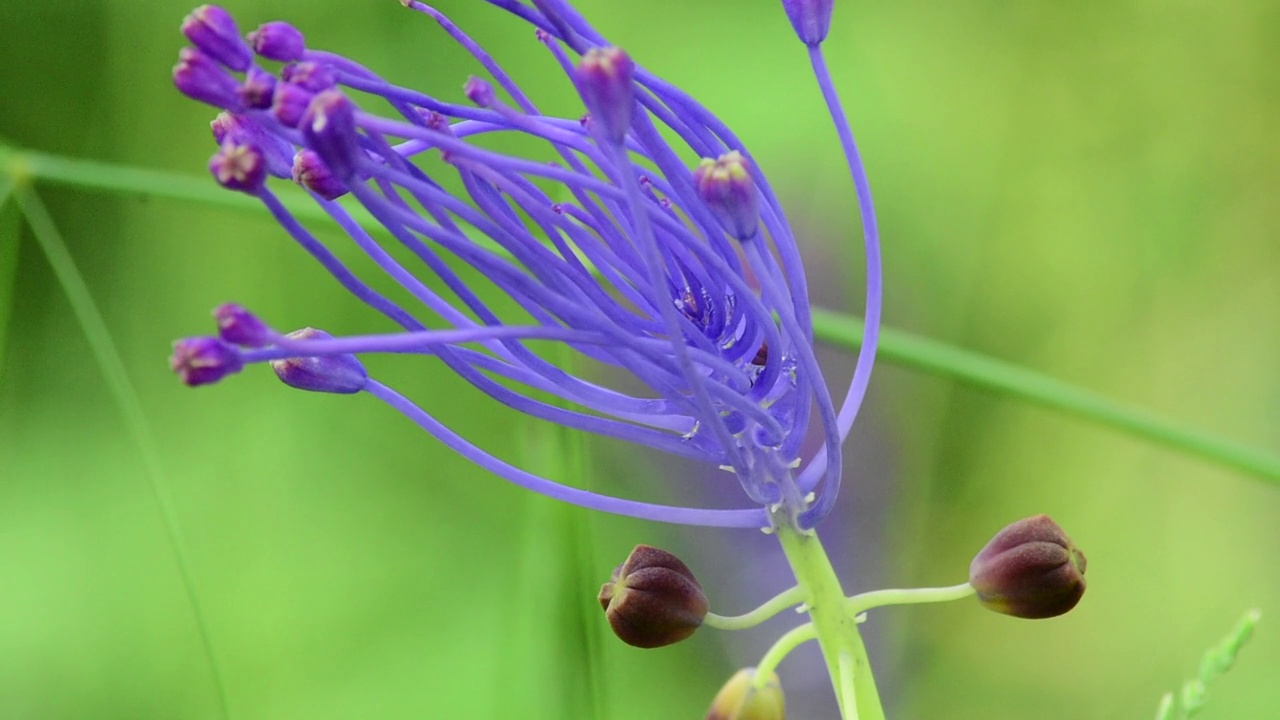 Muscari comosum it lampascione视频素材