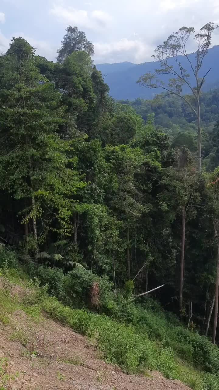 航拍的绿色山谷视频素材