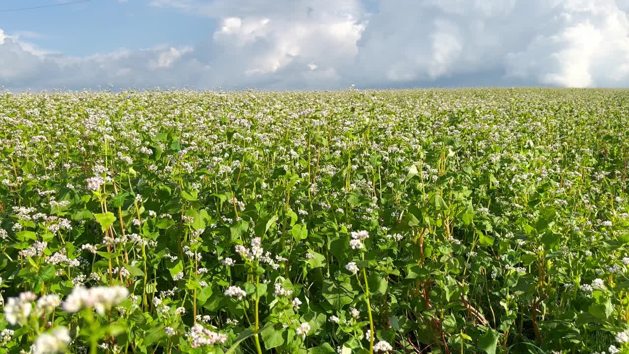 荞麦在田野里开花视频素材