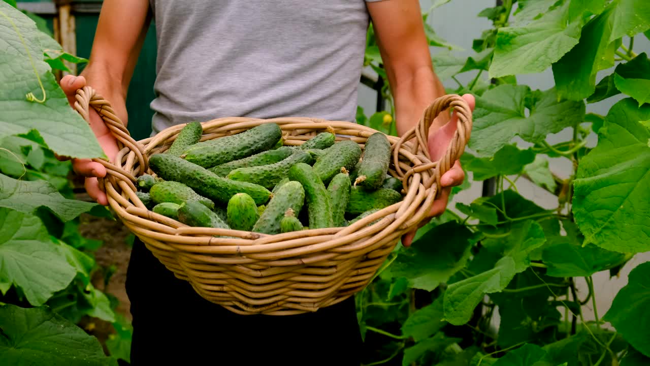 一位农民在温室里收获黄瓜。有选择性的重点。食物。视频素材