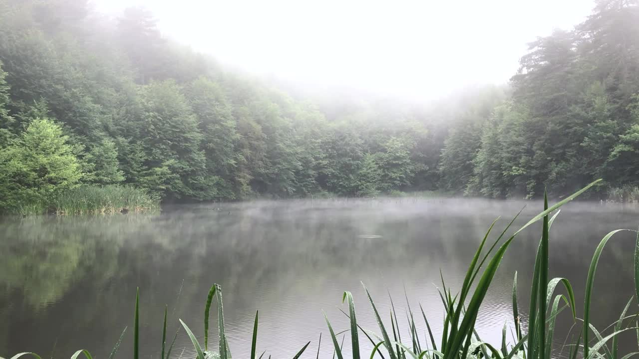 森林中的天然湖泊和多雾的天气视频素材