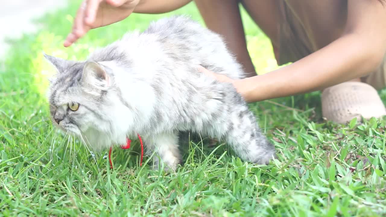 女人抚摸着猫的背和头视频素材