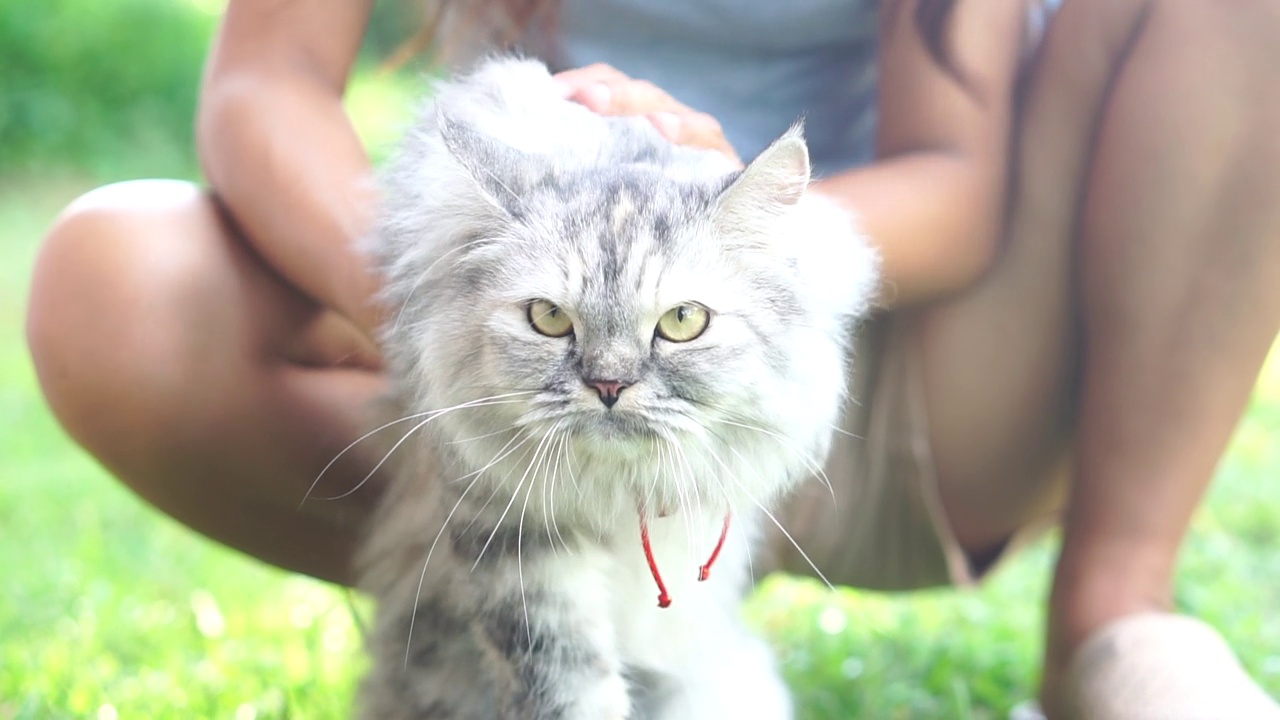 女人抚摸着猫的背和头视频素材