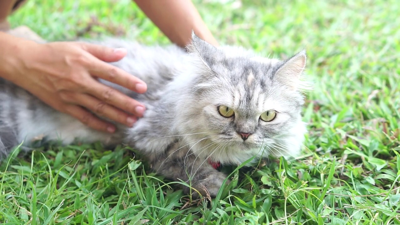 女人抚摸着猫的背和头视频素材