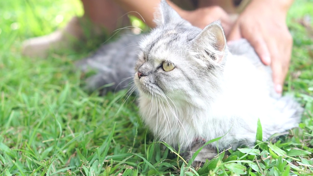 女人抚摸着猫的背和头视频素材