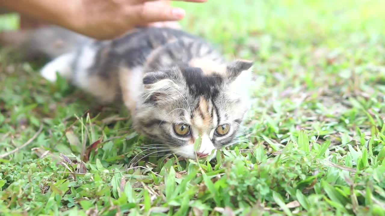 女人抚摸着猫的背和头视频素材