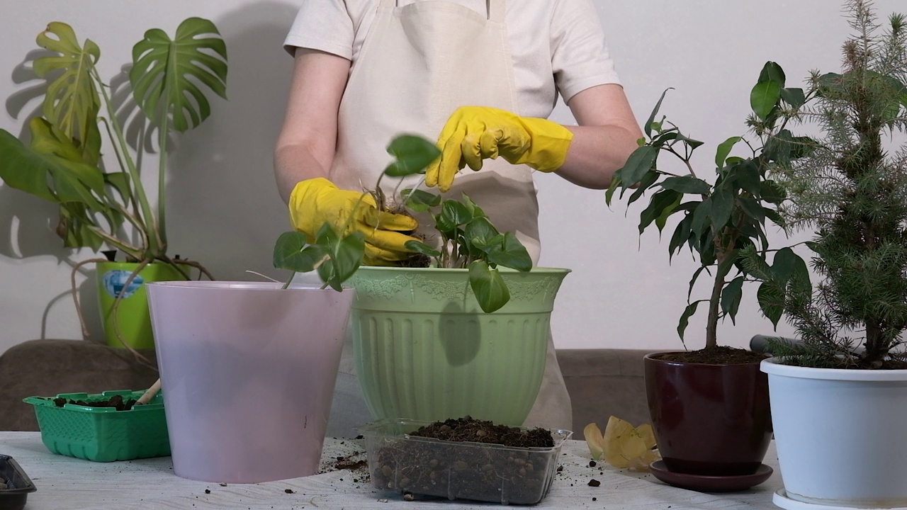 用手挖出来，从花盆里拔出老花，选择好结实有根的芽，把它们放在新花盆里视频素材