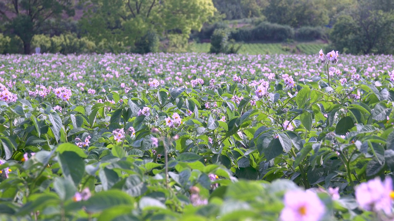 种植在农田上的绿色开花马铃薯丛。浅紫色盛开的马铃薯花。在乡下种土豆视频素材