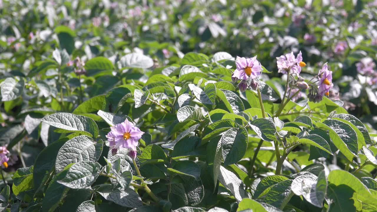 种植在农田上的绿色开花马铃薯丛。浅紫色盛开的马铃薯花。在乡下种土豆视频素材