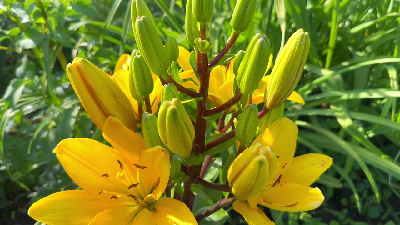 夏天花园里的黄色百合花视频素材