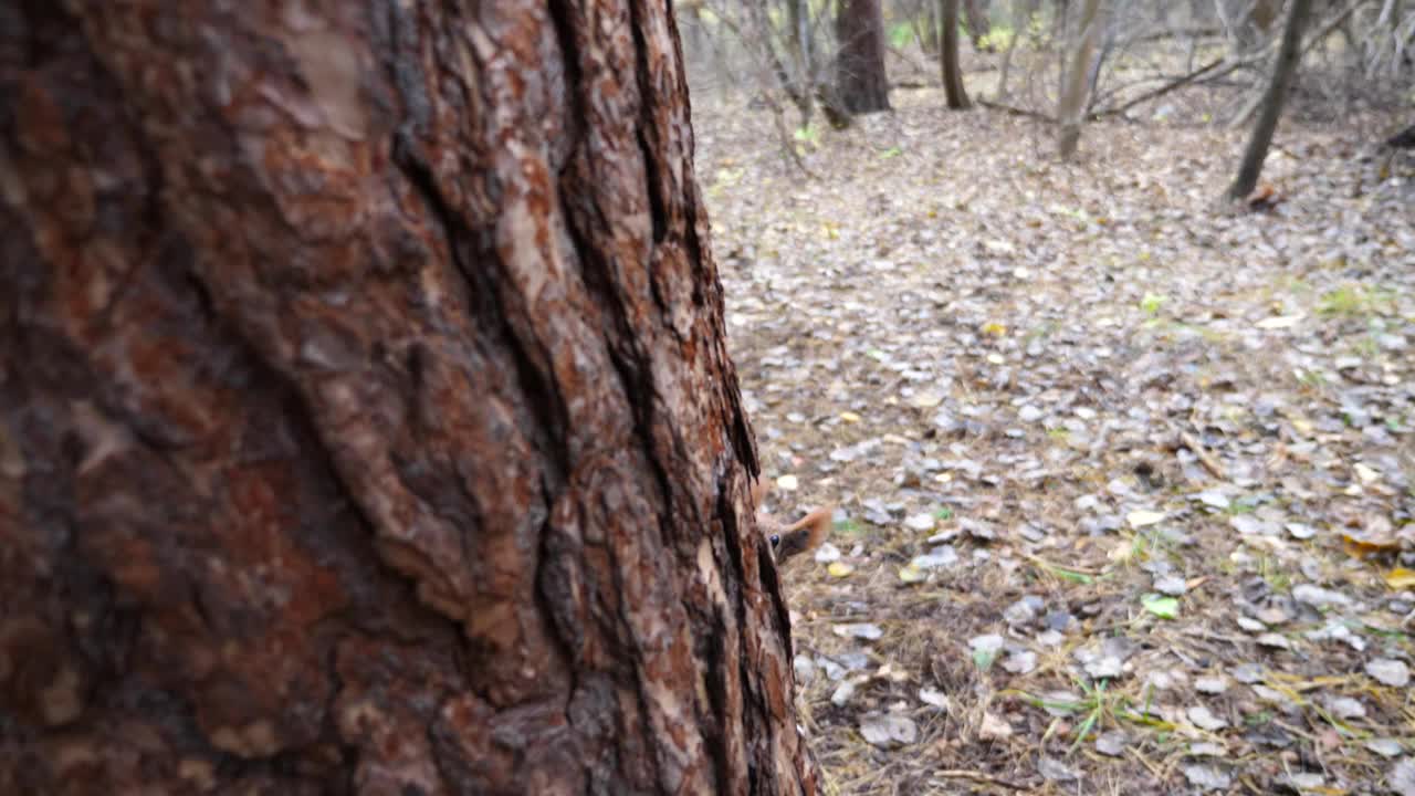 秋天的森林里，一只毛茸茸的野生松鼠在树干上奔跑。可爱的棕色啮齿动物爬上木头到公园的喂食器。非常小的sciurus在户外寻找食物。野生动物的概念。慢动作视频素材