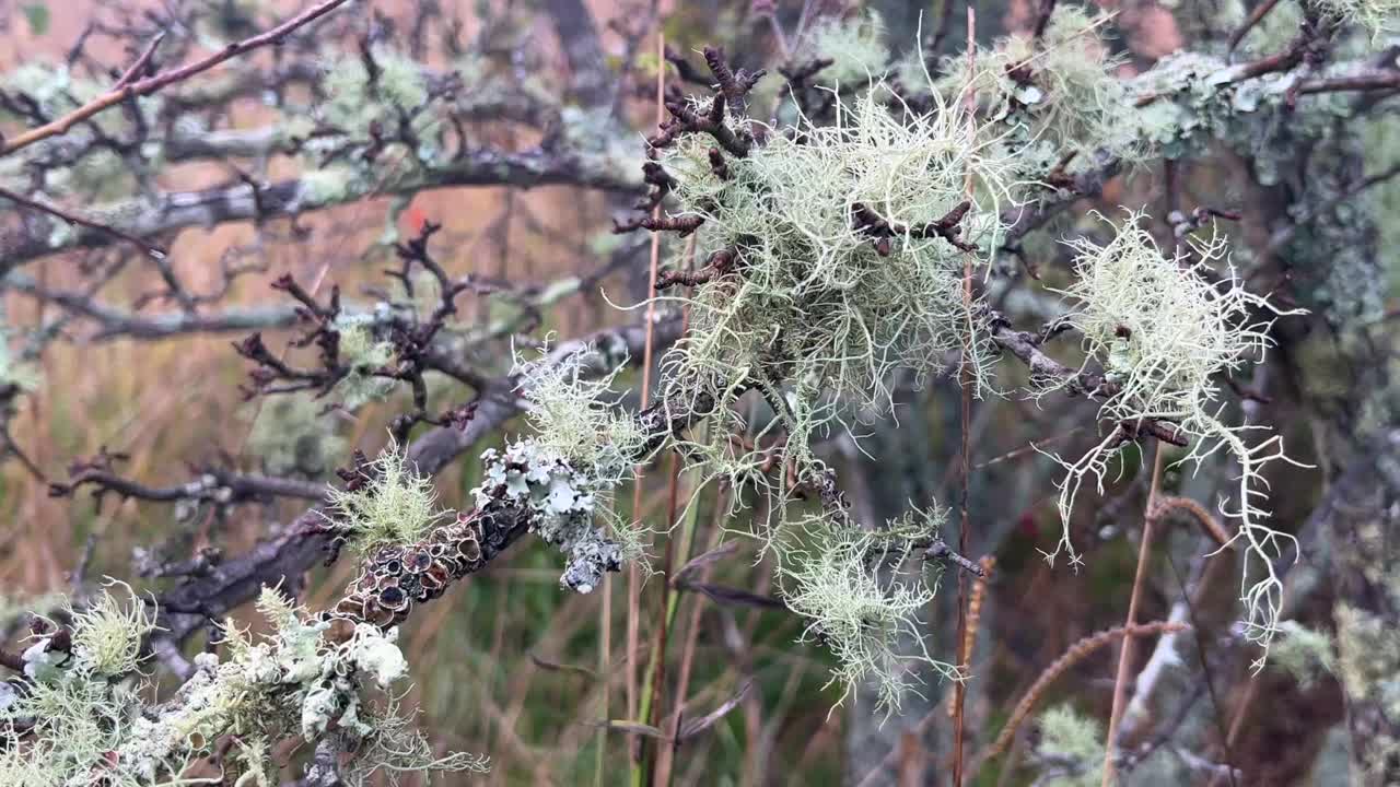 生长在苹果树枝上的地衣视频下载