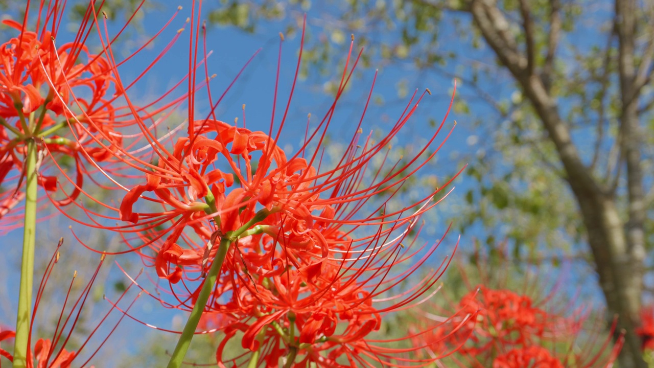 红蜘蛛百合花或丛中朱顶花，秋日或秋日，东花视频素材