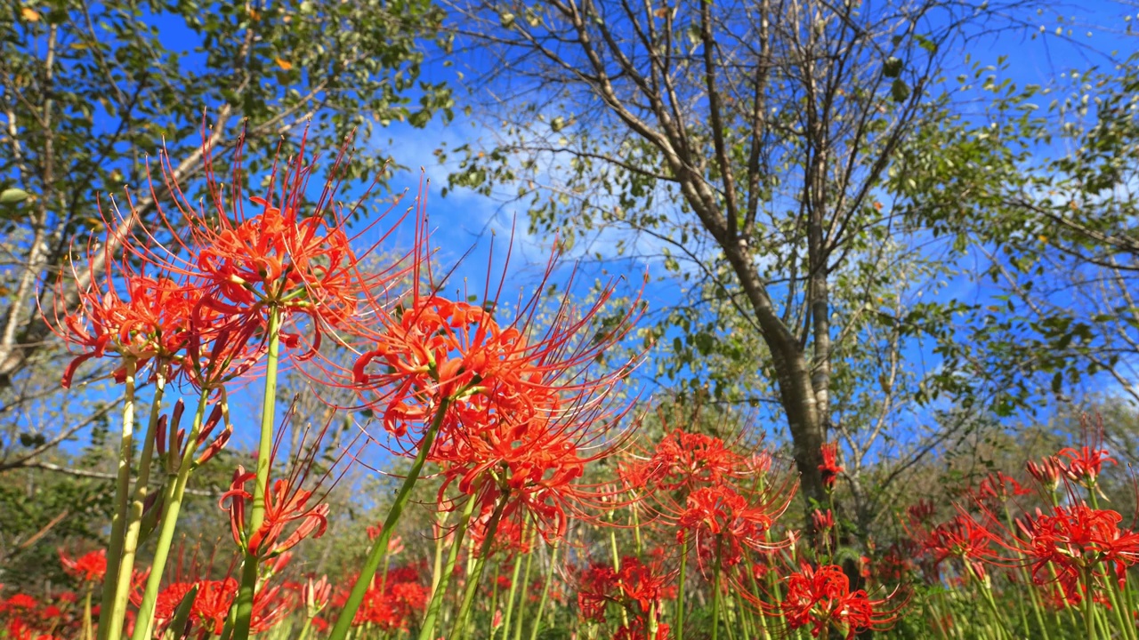 红蜘蛛百合花或丛中朱顶花，秋日或秋日，东花视频素材