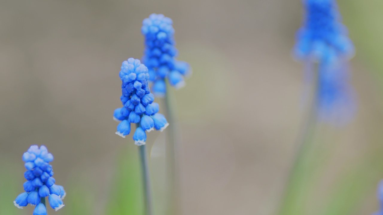 花园里盛开的鲜花。蓝葡萄风信子花在早春盛开。缓慢的运动。视频素材