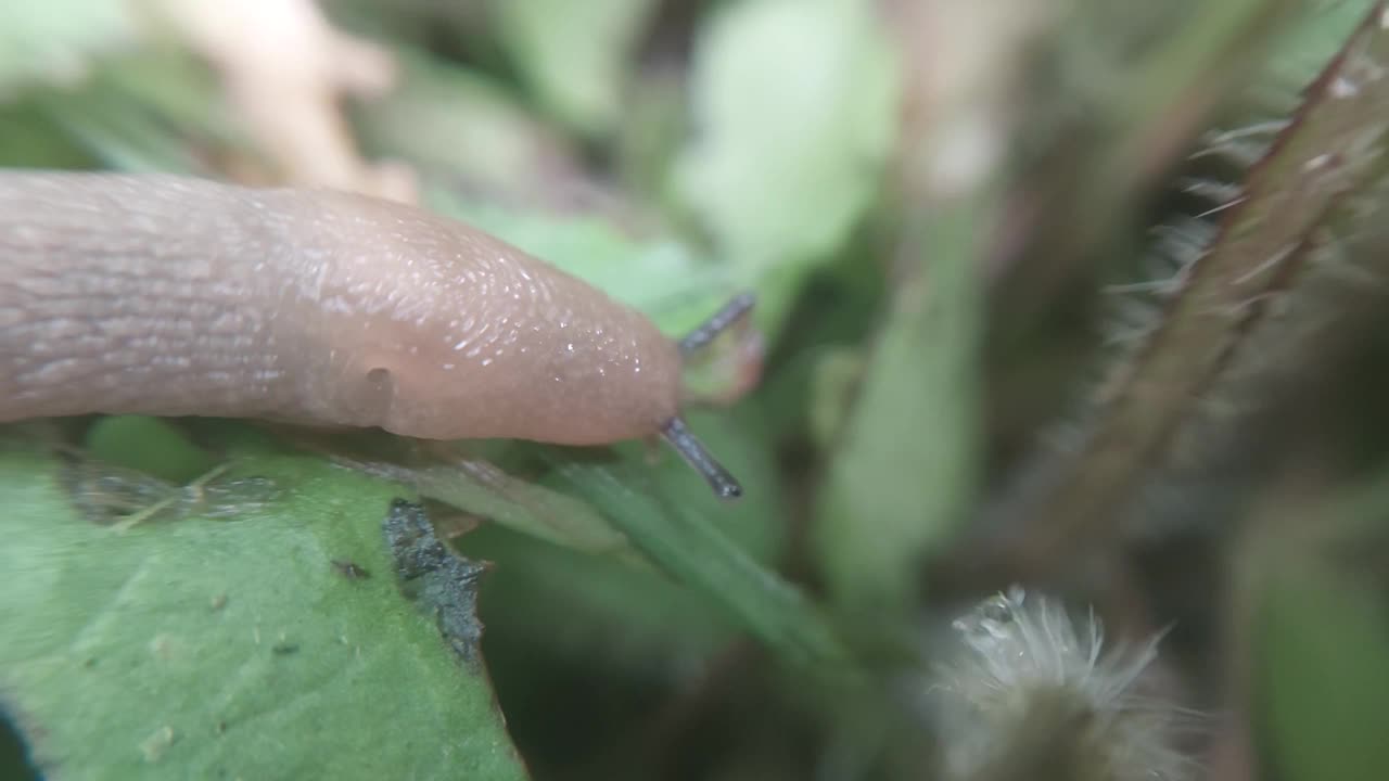 雨后蛞蝓爬过植物视频素材