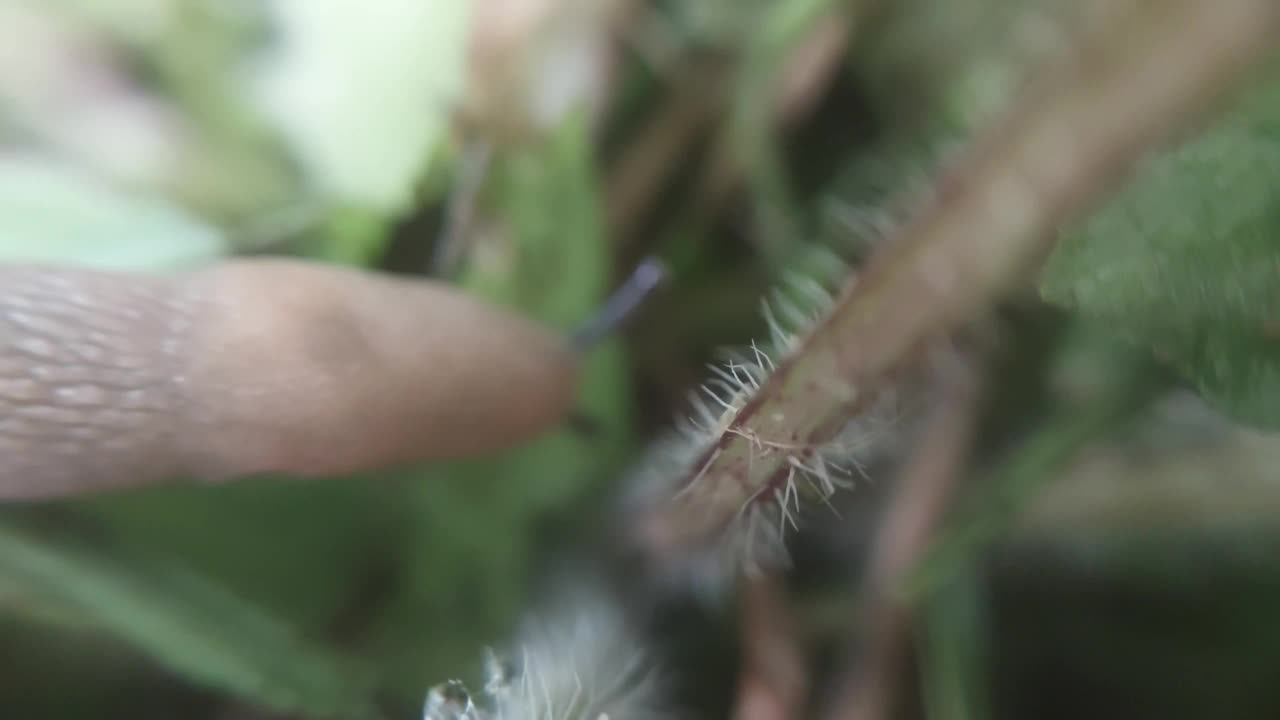 雨后蛞蝓爬过植物视频素材