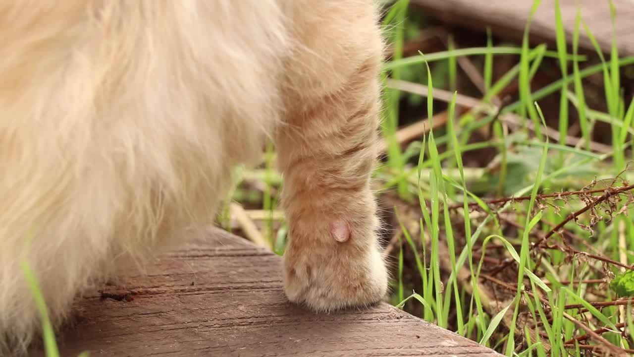 乌克兰第聂伯罗市，一只流浪红猫坐在一所房子附近的院子里，院子里的一只猫，一只红猫视频素材