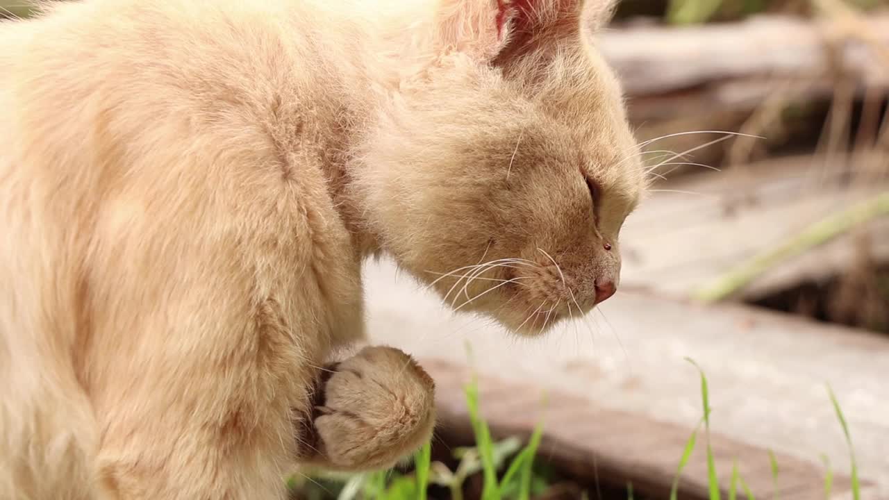 乌克兰第聂伯罗市，一只流浪红猫坐在一所房子附近的院子里，院子里的一只猫，一只红猫视频素材