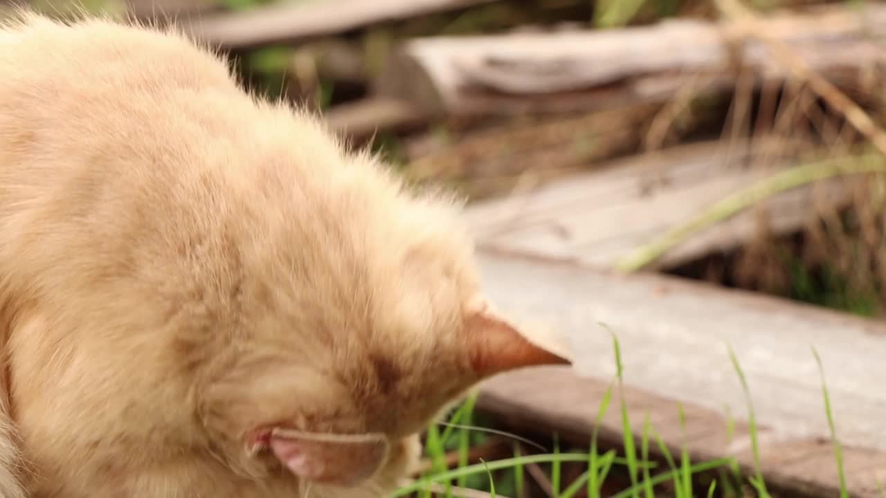 乌克兰第聂伯罗市，一只流浪红猫坐在一所房子附近的院子里，院子里的一只猫，一只红猫视频素材