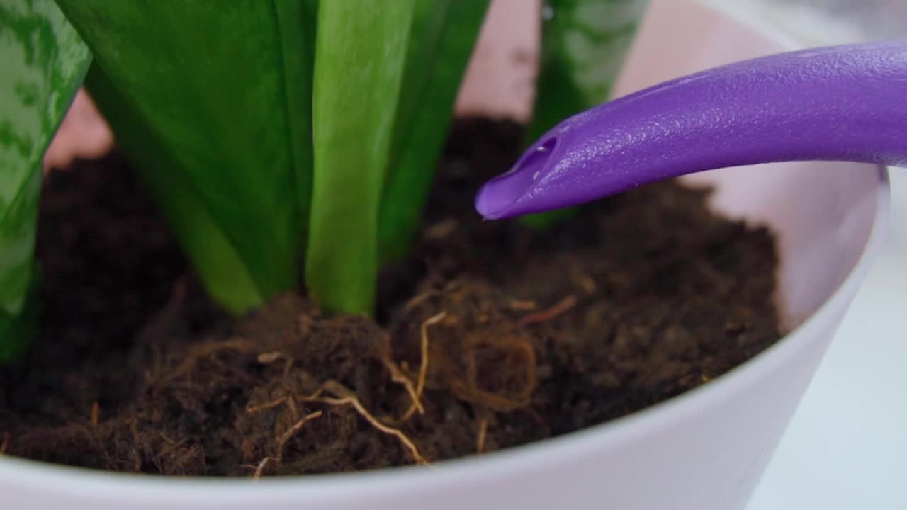 爱护家里的花，爱护植物。在家给植物浇水。慢动作，选择性聚焦视频素材