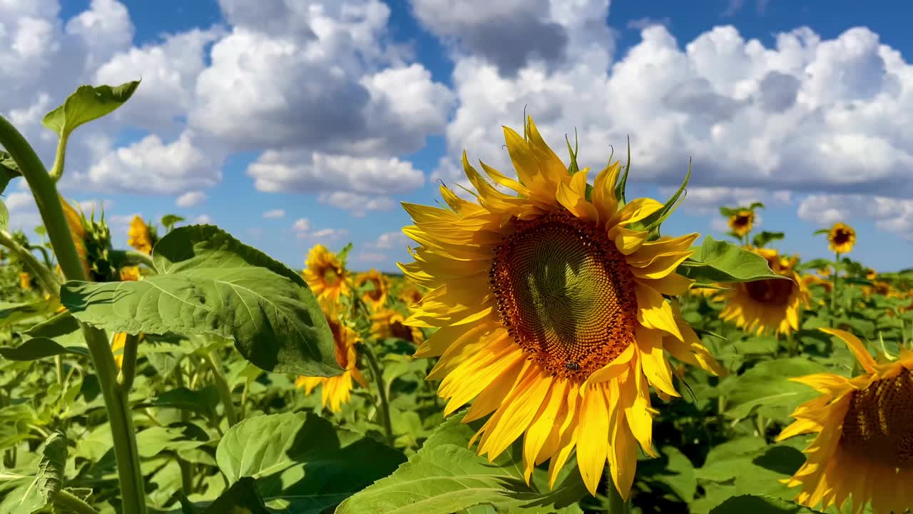 向日葵在绿色的田野里晒太阳。收集花和植物的种子来制作葵花籽油。蜜蜂给鲜花授粉。视频素材