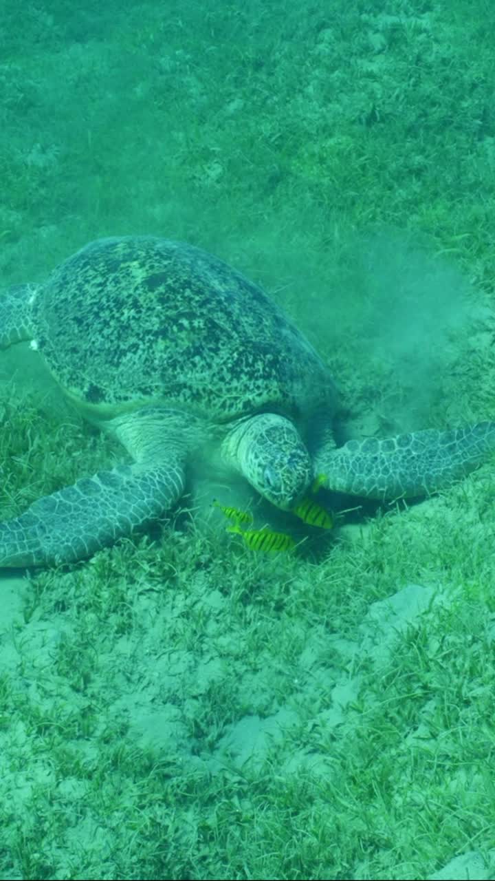 绿海龟和一群在海草床上觅食的金银鱼视频素材